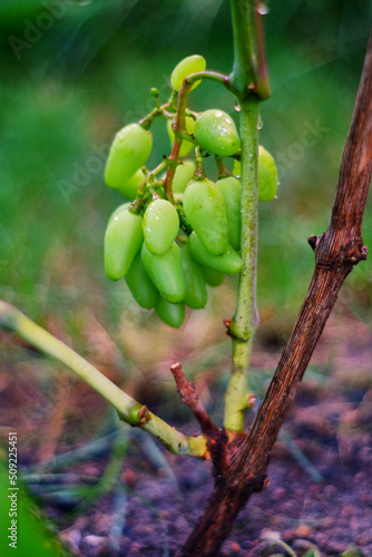 owoce winogronu w czasie dojrzewania