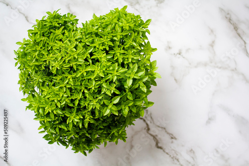Pot of basil called manjerico, a traditional plant of portuguese popular saints on marble background. Top view with copy space