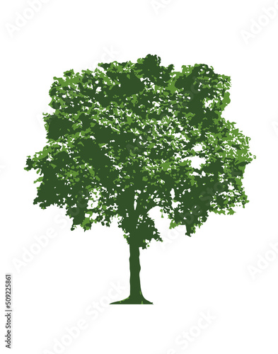 Green tree isolated on white
Ficus Benjamin