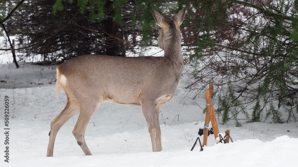 Wild roe deer in winter nature. Capreolus capreolus. Wild roe deer in winter nature. Capreolus capreolus.