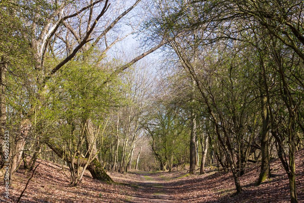 Obraz premium Water supply dunes, a beautiful nature reserve that has been set up for the extraction of drinking water for the municipality of Amsterdam.