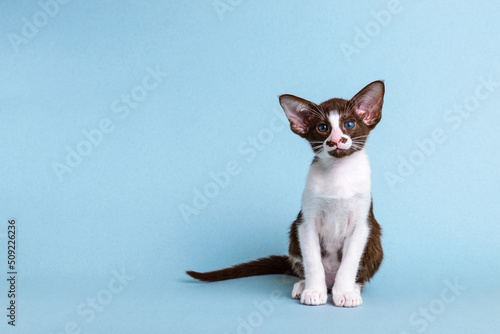 Kitten breed oriental bicolor white with brown sits on a blue background and looks at the camera, he has beautiful blue eyes.