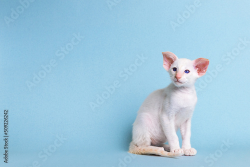 Fototapeta Cute Oriental white kitten sits on a blue background and looks at the camera, copy space
