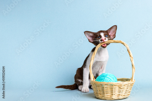 Bilde på lerret A cute purebred oriental kitten holds a wicker basket with yarn in his teeth, sits on a blue background, copy space
