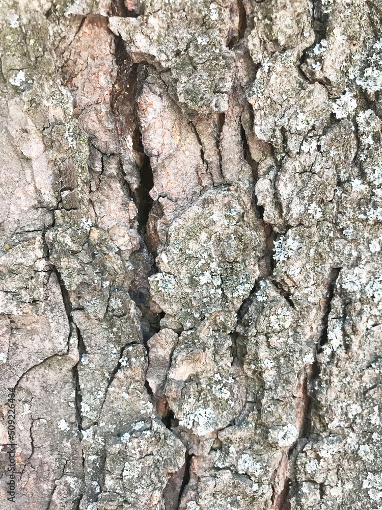 Cracked gray tree bark, close-up, front view. Textured surface with large wide cracks. Fragment of a tree. Cracked gray tree bark, close-up, front view. Textured surface with large wide cracks. Fragment of a tree.