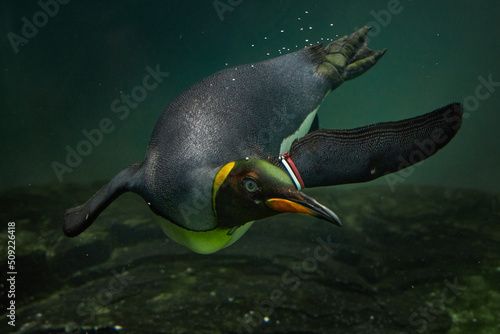 Foto penguin swimming under water closeup