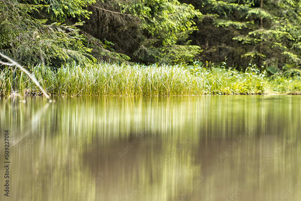 Obraz premium Schilf am Teich