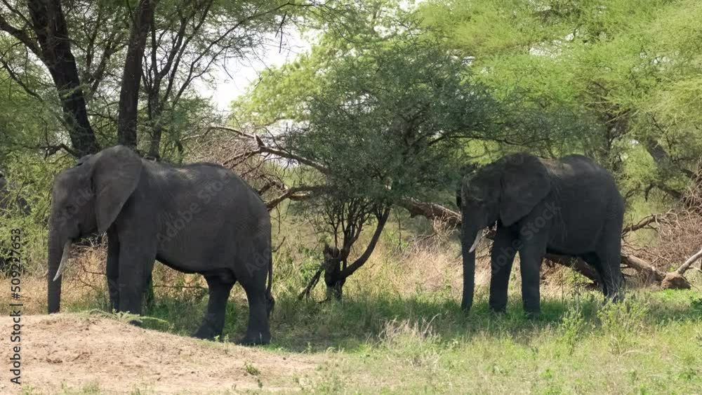 Two adult elephants hide from the sun and stand in the shade of the trees in Safari. Two adult elephants hide from the sun and stand in the shade of the trees in Safari.