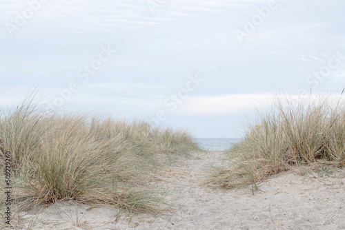 Fototapeta Naklejka Na Ścianę i Meble -  Northern seascape, sand dunes and grass, path to the sea.