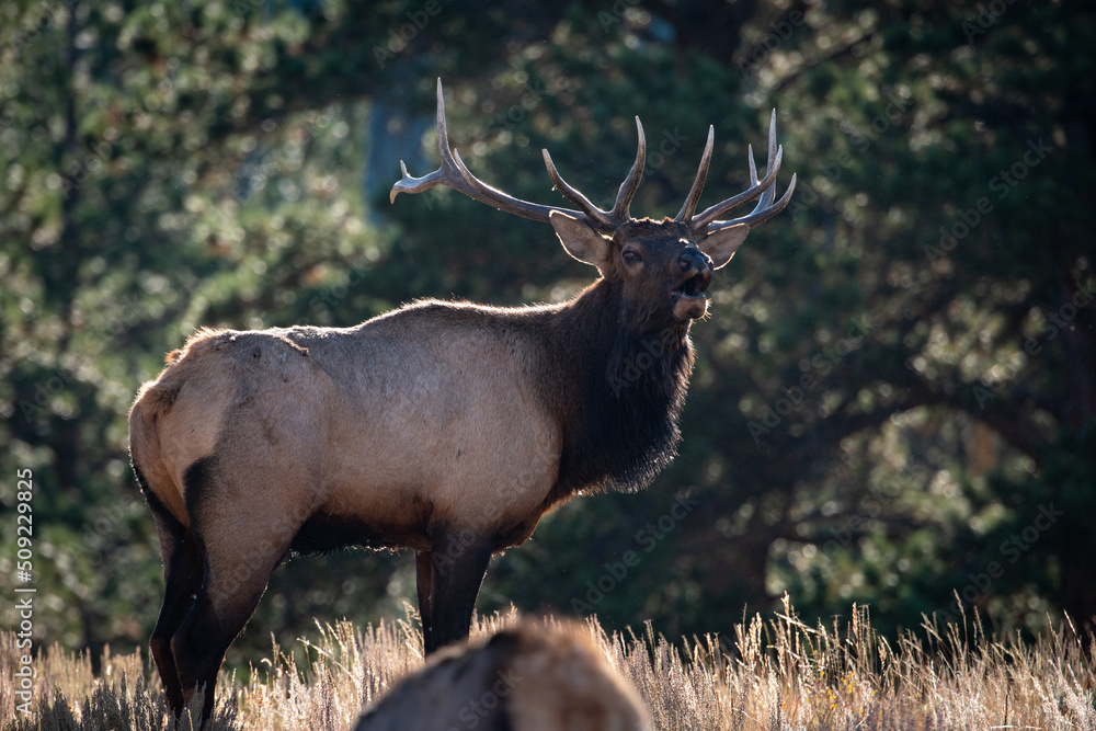 Obraz premium Bull Elk Bugling