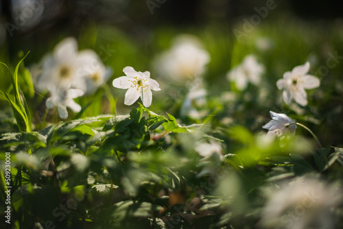 Piękne kwiaty białych zawilców w wiosennym lesie