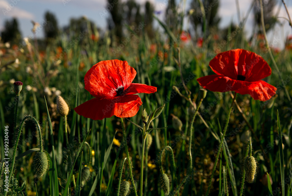 Fototapeta premium Landscape wildflowers red poppy flower field spring sky