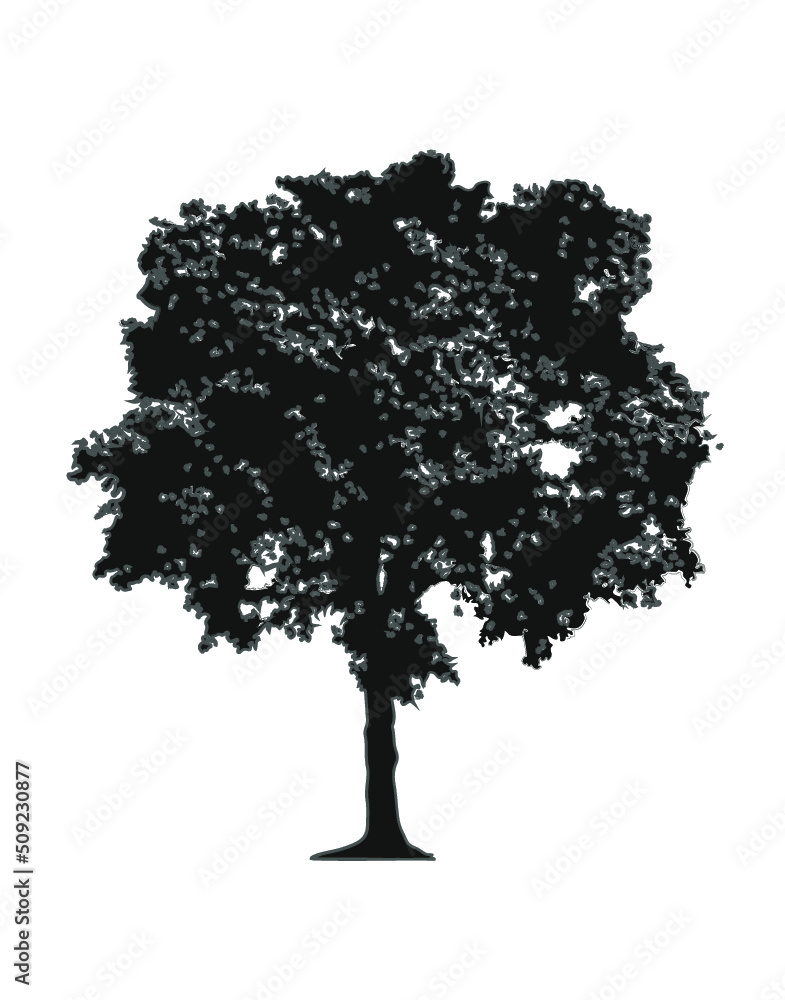 Fototapeta premium Tree isolated on white background Ficus Benjamin_B&W