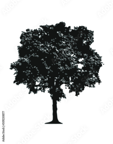 Tree isolated on white background
Ficus Benjamin_B&W