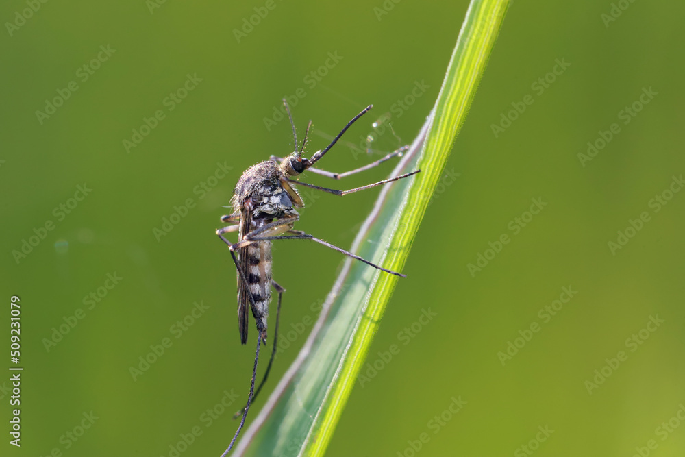 Fototapeta premium A mosquito is resting on a green leaf of grass. Male and female mosquitoes feed on nectar and plant juices, but females can suck animal blood. 