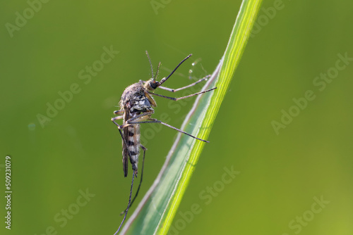 A mosquito is resting on a green leaf of grass. 
Male and female mosquitoes feed on nectar and plant juices, but females can suck animal blood.
