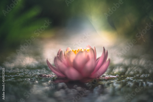 Fototapeta Naklejka Na Ścianę i Meble -  Pink lotus flower or water lily in water vintage lens rendering