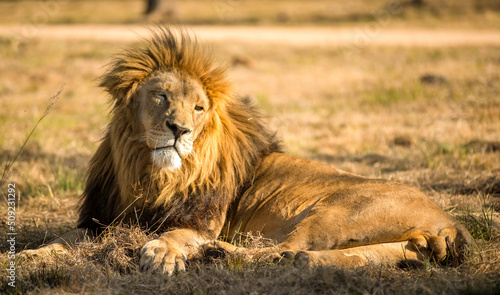 The lion is one of the great predators of the world  inhabiting and reigning the African savannah as the king of all animals  hunting at dawn and dusk with the first and last rays of the sun.