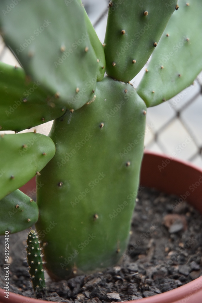cactus cactus