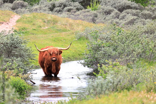 Scottish Highlander or Highland cattle on dunes in North Holland. The Netherlands.