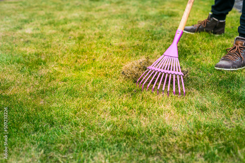 Foto Improving the quality of the lawn by removing old grass and moss.