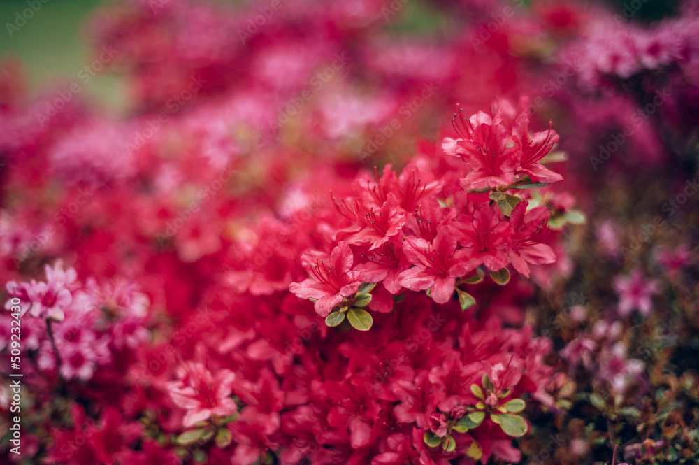 Beautiful Garden with blooming trees and bushes during spring time, Wales, UK, early spring flowering azalea shrubs Beautiful Garden with blooming trees and bushes during spring time, Wales, UK, early spring flowering azalea shrubs