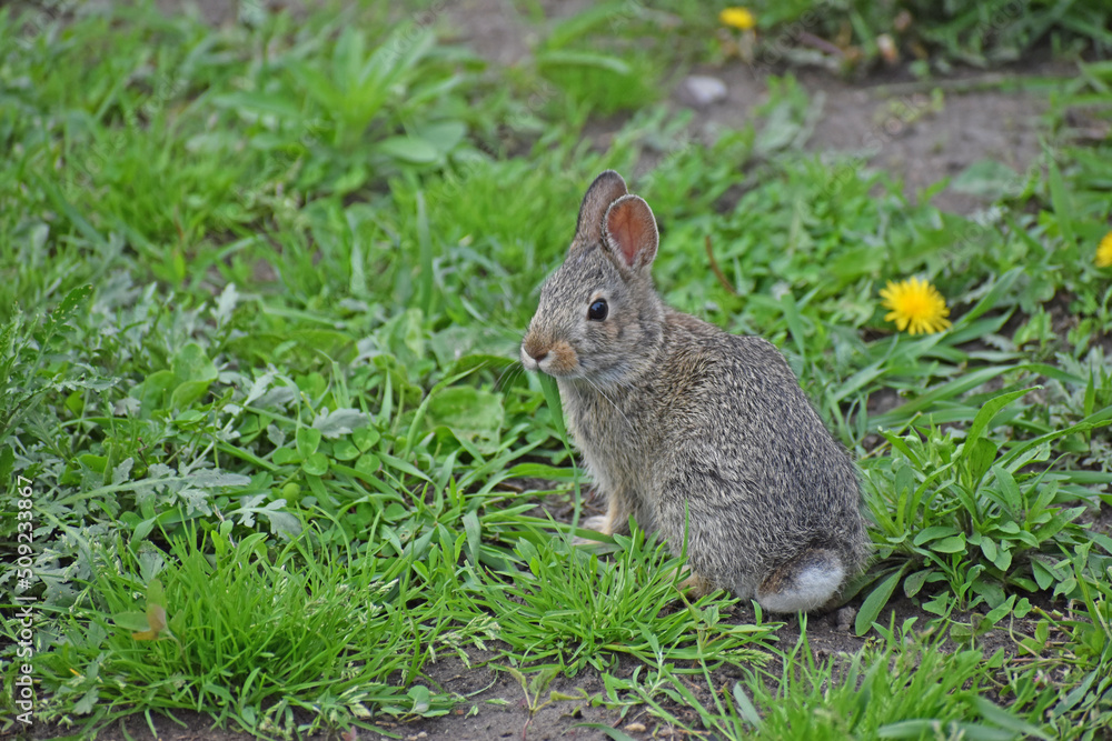 Wild Native Cottontail Rabbit Young (Sylvìlagus floridanus) Wild Native Cottontail Rabbit Young (Sylvìlagus floridanus)