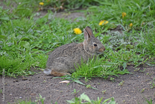 Wild Native Cottontail Rabbit Young (Sylvìlagus floridanus)