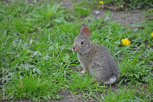 Wild Native Cottontail Rabbit Young (Sylvìlagus floridanus) © Michele