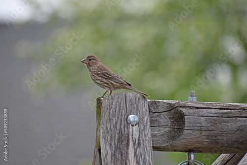 Female Purple Finch (Haemorhous purpureus) perched on a wooden swing photo