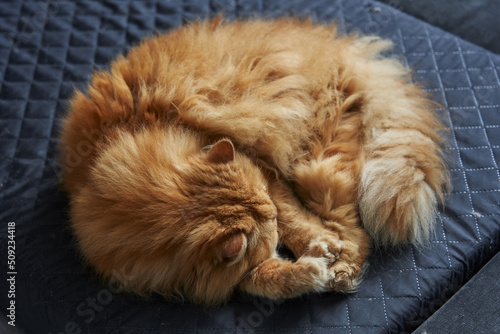 Fototapeta Naklejka Na Ścianę i Meble -  red fluffy cat sleeping curled up