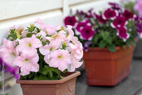 Fototapeta Naklejka Na Ścianę i Meble -  Front of house with pots with blooming flowers. Beautiful flowers of Petunia in pots on the windowsill. Gardening, nature concept. House decoration.