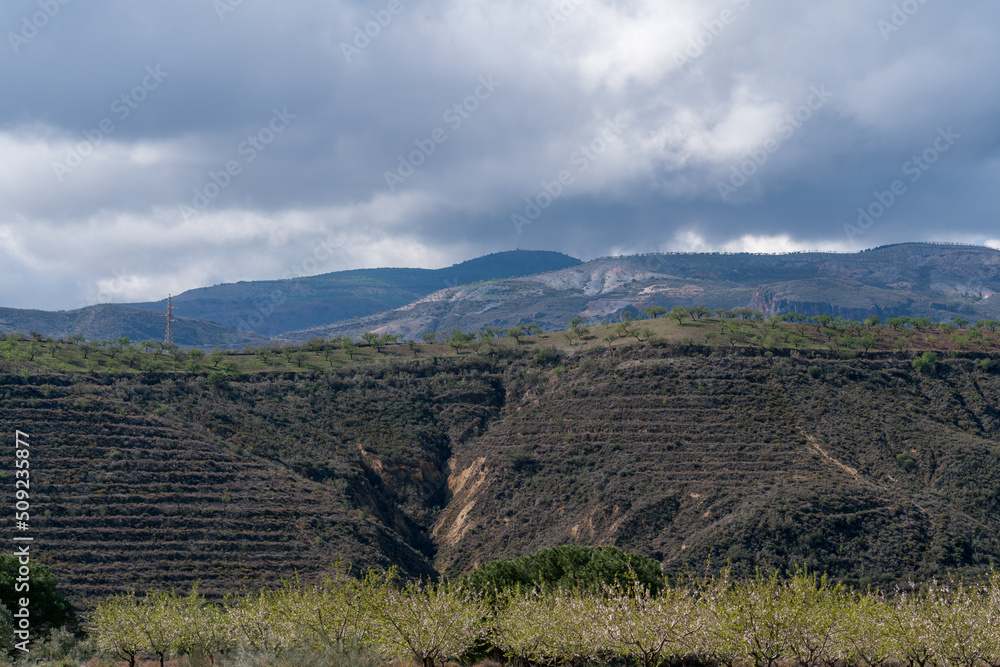 cultivation of almond trees in the south of Spain
