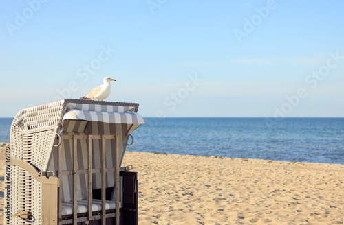 Möwe steht auf dem Strandkorb