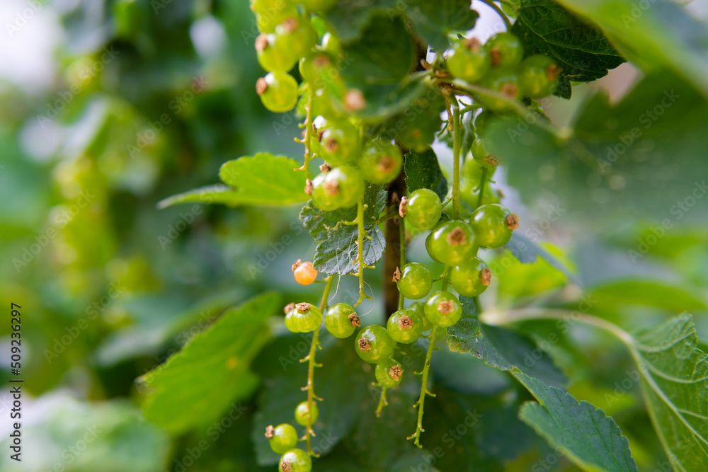 unripe green currants growing on a bush in a kitchen garden unripe green currants growing on a bush in a kitchen garden