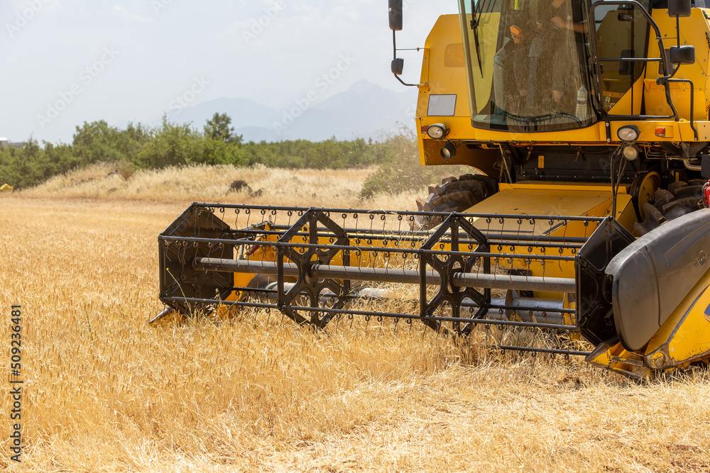 Fototapeta premium Combine harvester harvesting barley fields.Agricultural machinery