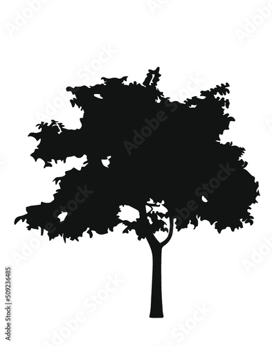Lemon tree silhouette vector
Isoleted tree_ Black and white