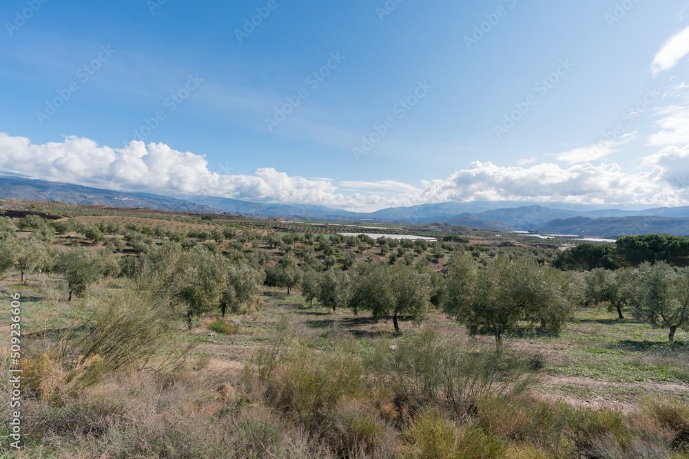 cultivation of olive trees in the province of Granada