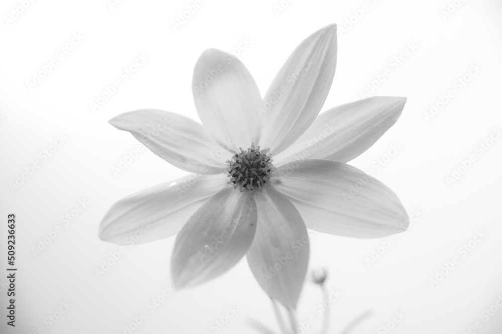 Fototapeta premium A beautiful flower in black and white