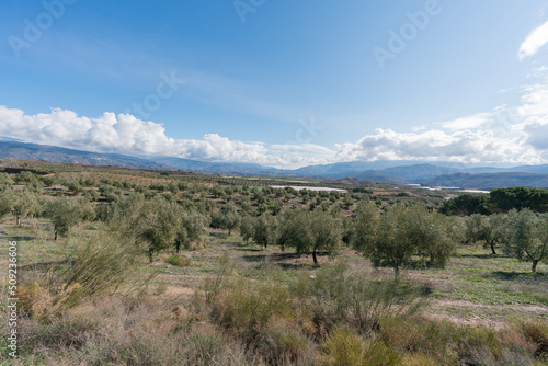 cultivation of olive trees in the province of Granada