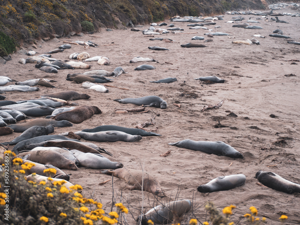 Elephant Seal Pups Molting in Piedras Blancas Rookery Elephant Seal Pups Molting in Piedras Blancas Rookery