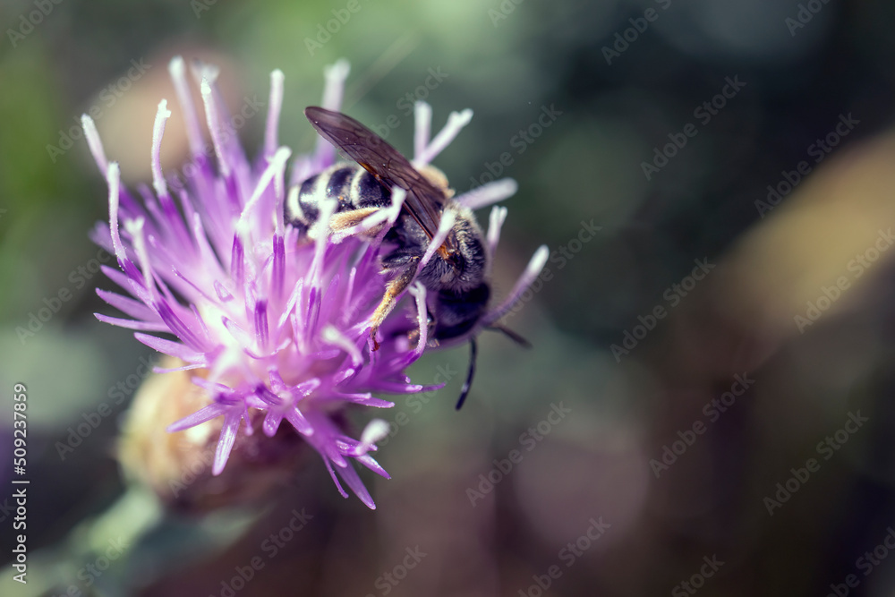bee on a flower bee on a flower