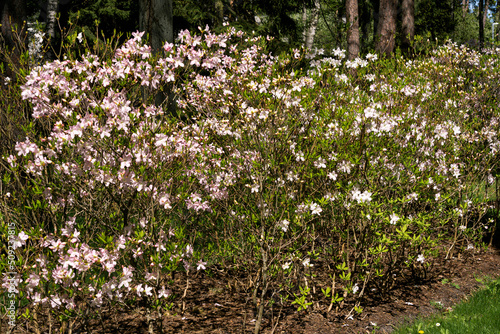 Fototapeta Naklejka Na Ścianę i Meble -  Blooming bushes with light pink delicate flowers in the spring garden close-up.