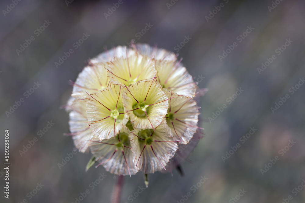 prairie plant with lost seeds, formed of hexagonal shapes. Photos