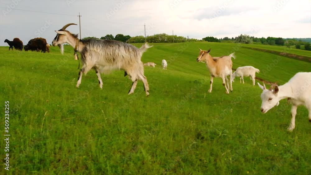 Sheep and goats graze in the pasture. Selective focus. Sheep and goats graze in the pasture. Selective focus.