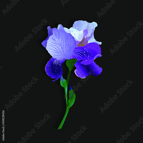 purple-blue iris flower. isolated full color vector illustration