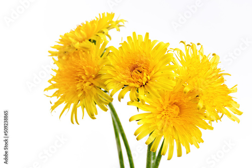 Front view Bouquet of yellow bright dandelions on a white background close up. Soft selective focus, copy space.