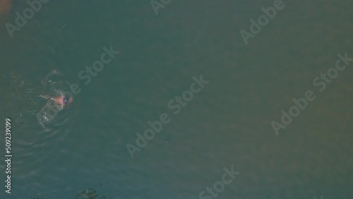 A man floats on the surface of the pond with breaststroke. An amateur swimmer swims slowly in the water. Man Swimmer floating breaststroke in a pond - top view vertical drone shot. photo