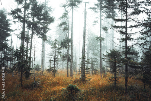Mysterious forest deep in Jizerske hory, fog flows through forest, Czech republic, Jizerske hory photo