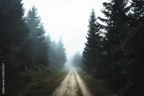 Road inside of deep mountain forest, foggy day, Jizerske hory, Czech republic